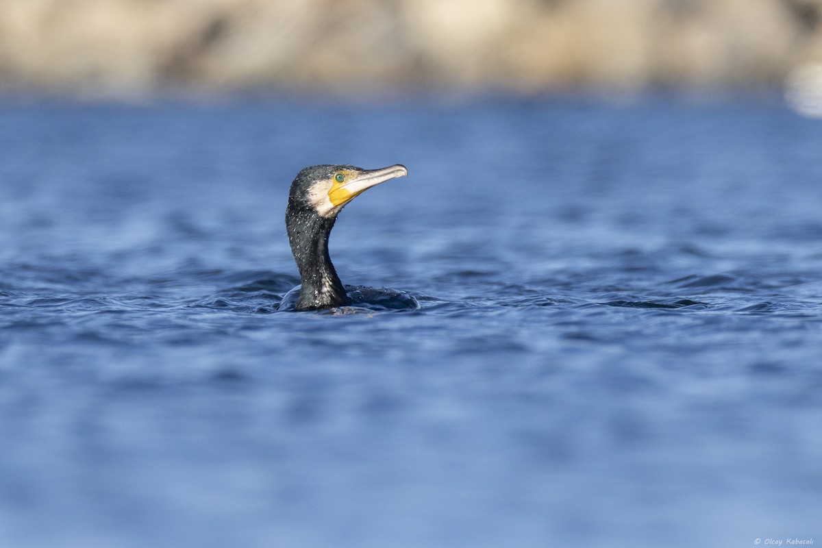Great Cormorant - ML646782845