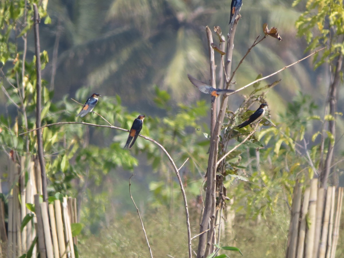 Ластівка рудопоперечна східна - ML646782846