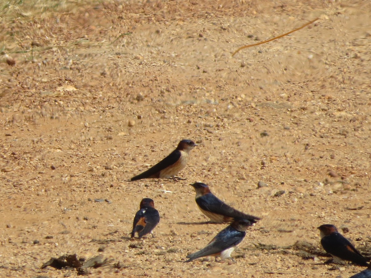Ластівка рудопоперечна східна - ML646782847