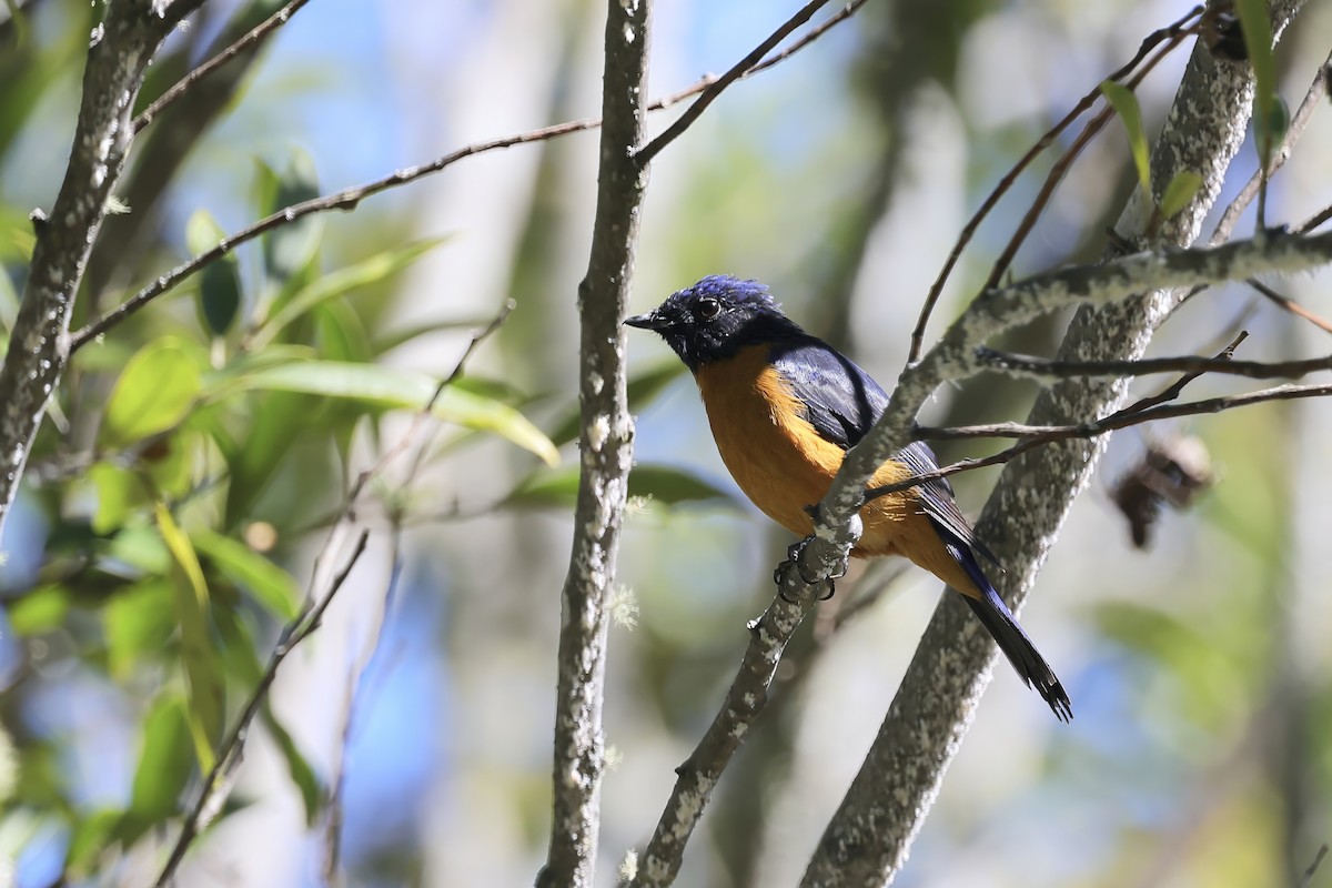 praktniltava - ML646782848