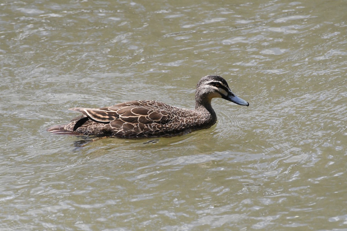 Pacific Black Duck - ML646782849