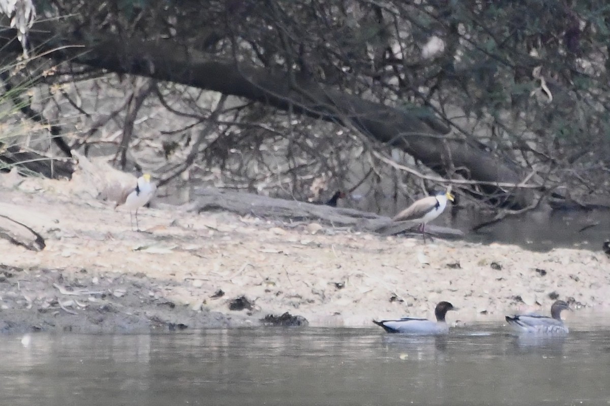 Pavoncella mascherata - ML646782850