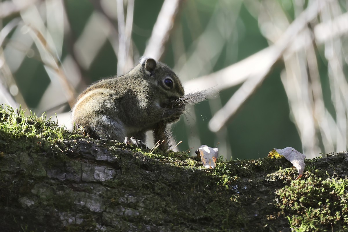 Maritime Striped Squirrel - ML646782851
