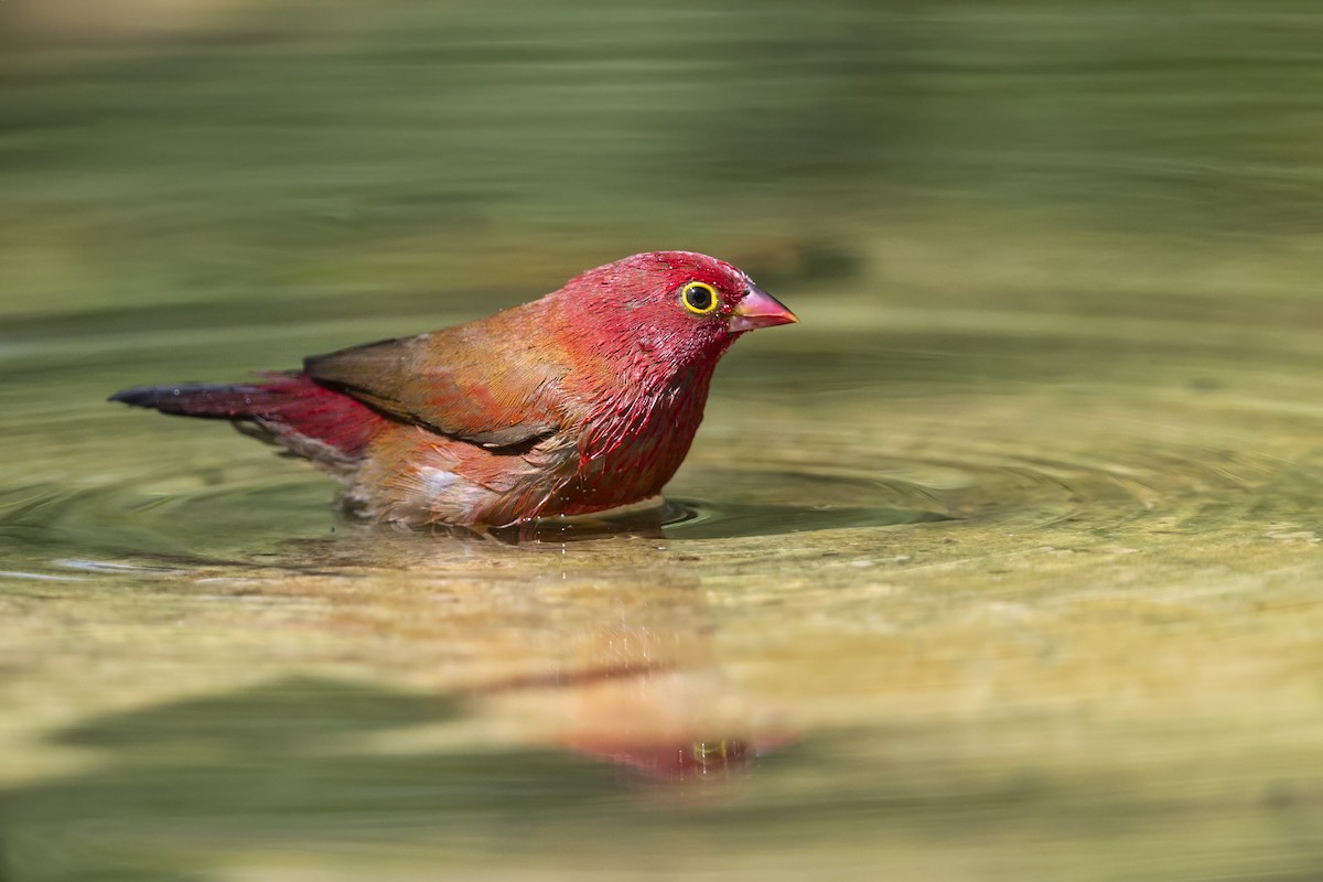 Senegalamarant - ML646782852