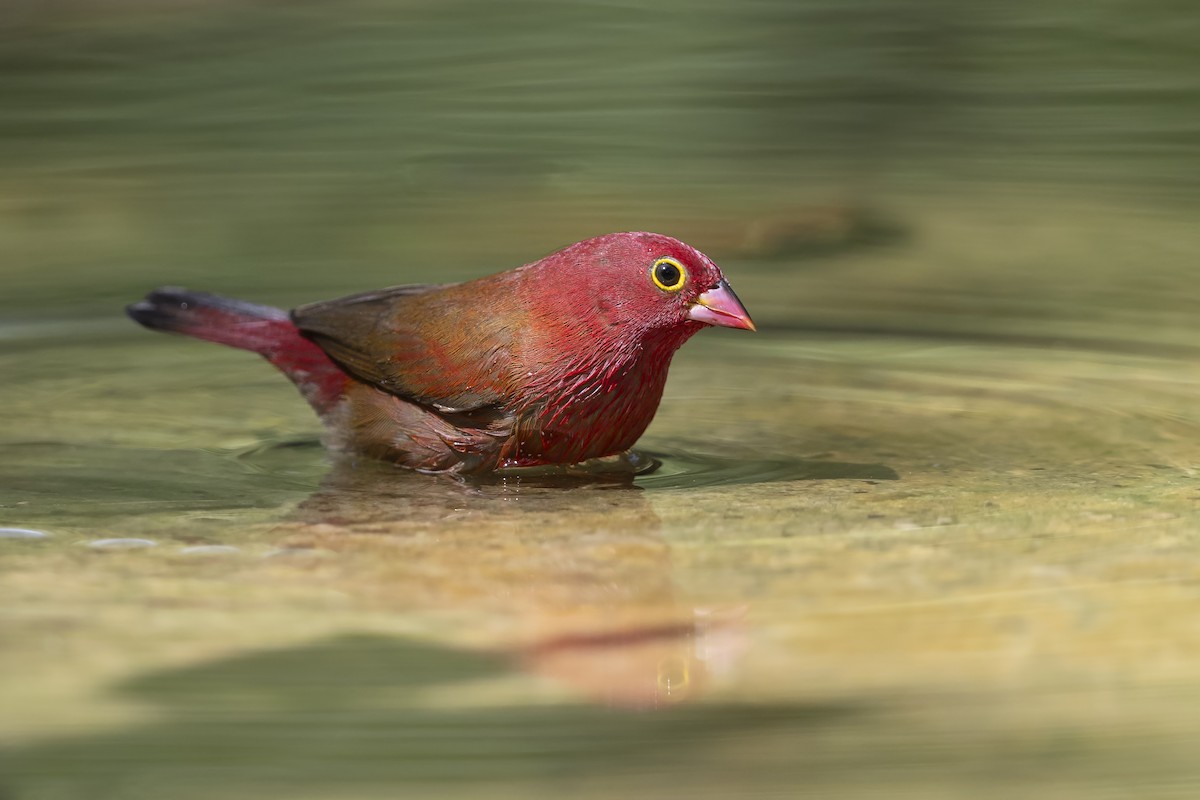 Senegalamarant - ML646782853