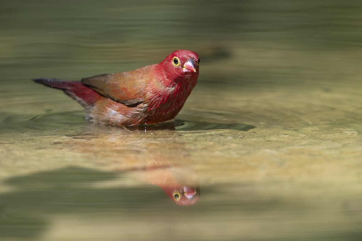 Senegalamarant - ML646782854