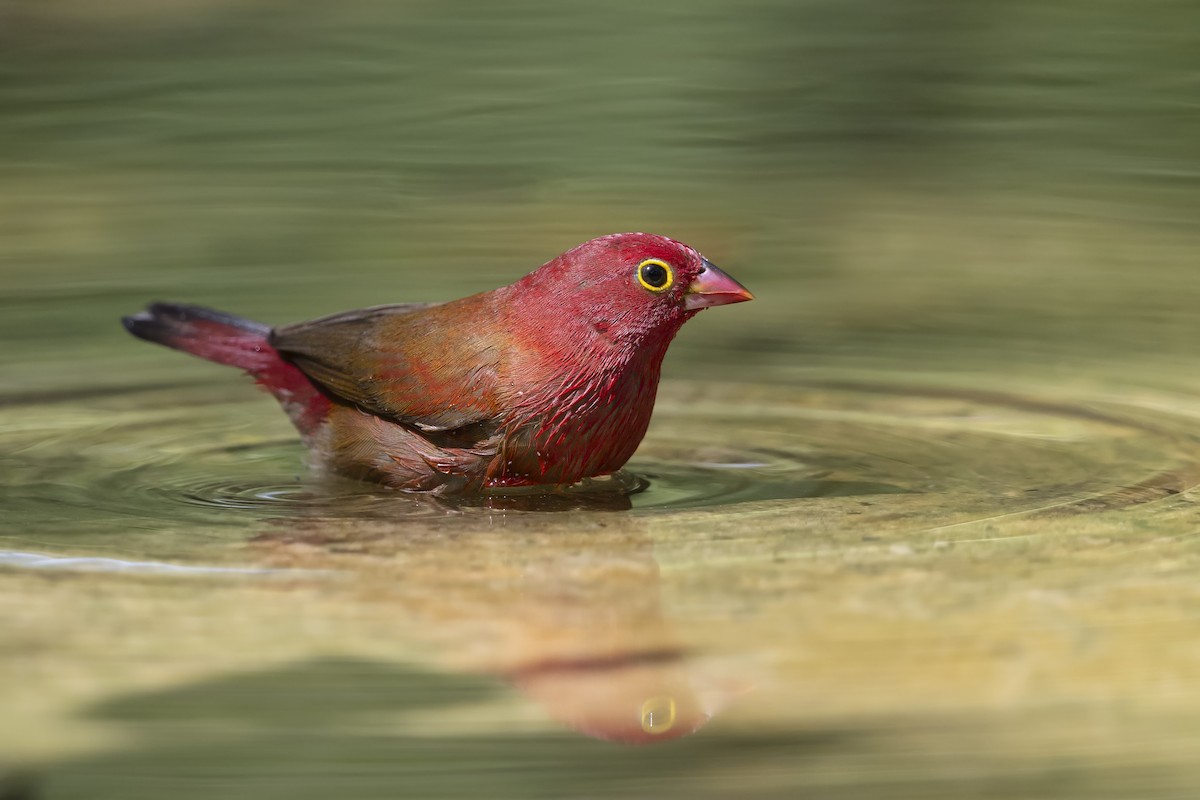 Senegalamarant - ML646782855