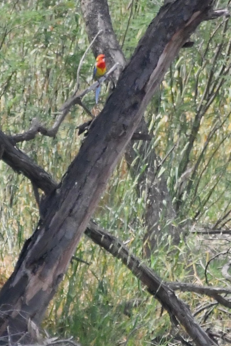 Rosella orientale - ML646782856
