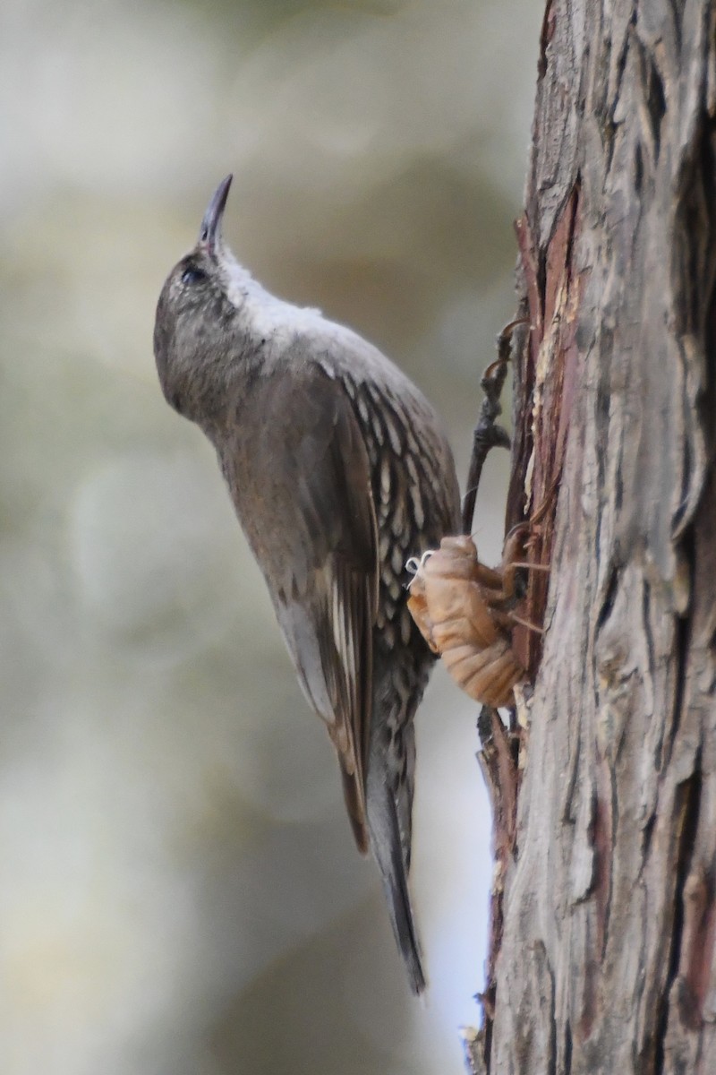 White-throated Treecreeper - ML646782857