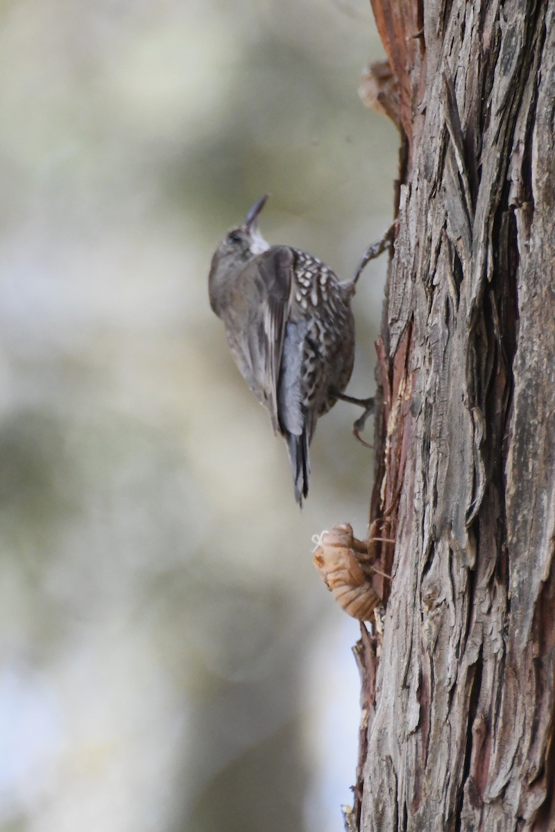 White-throated Treecreeper - ML646782858