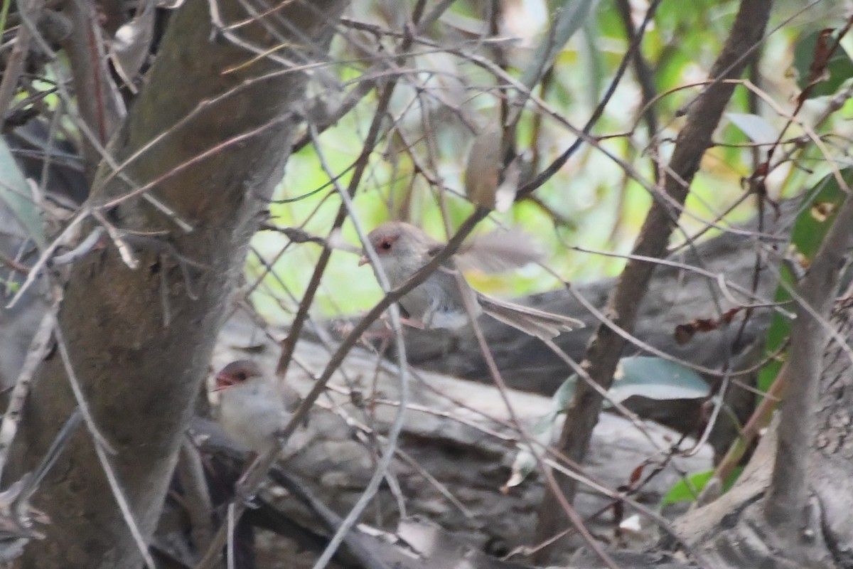 Superb Fairywren - ML646782859
