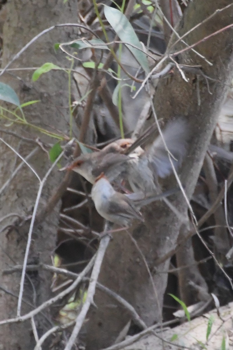 Superb Fairywren - ML646782861