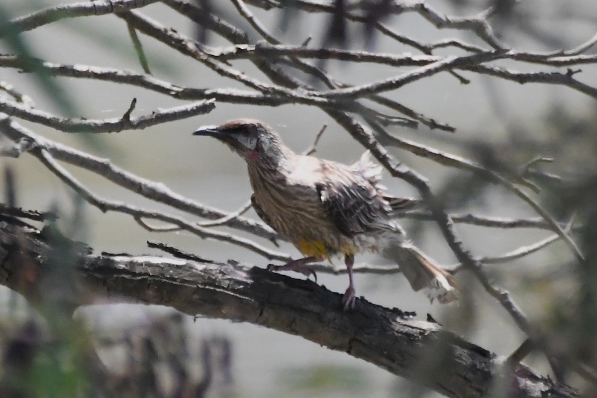 Red Wattlebird - ML646782862