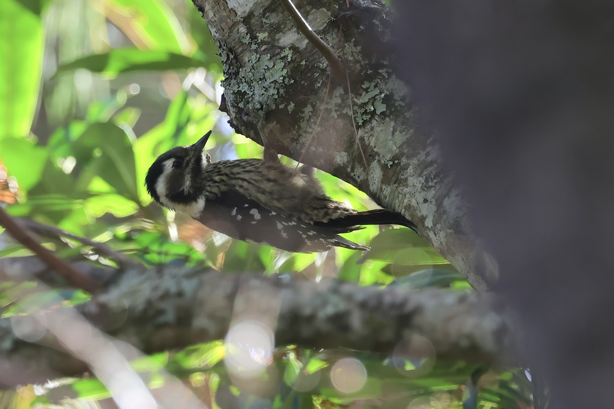 akrobatspett - ML646782863