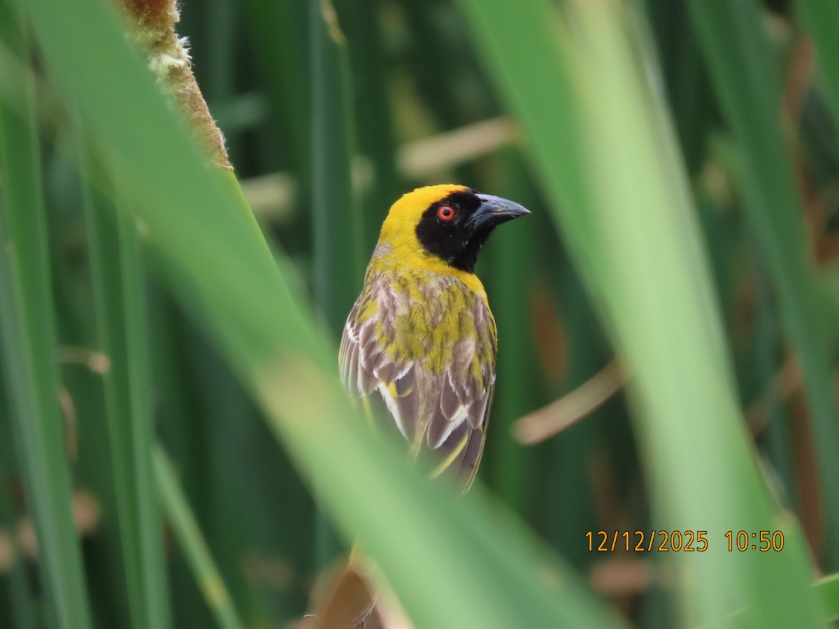 Tejedor Enmascarado - ML646782866