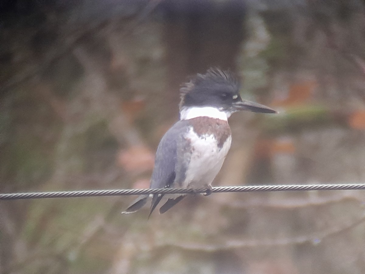 Martin-pêcheur d'Amérique - ML646782870