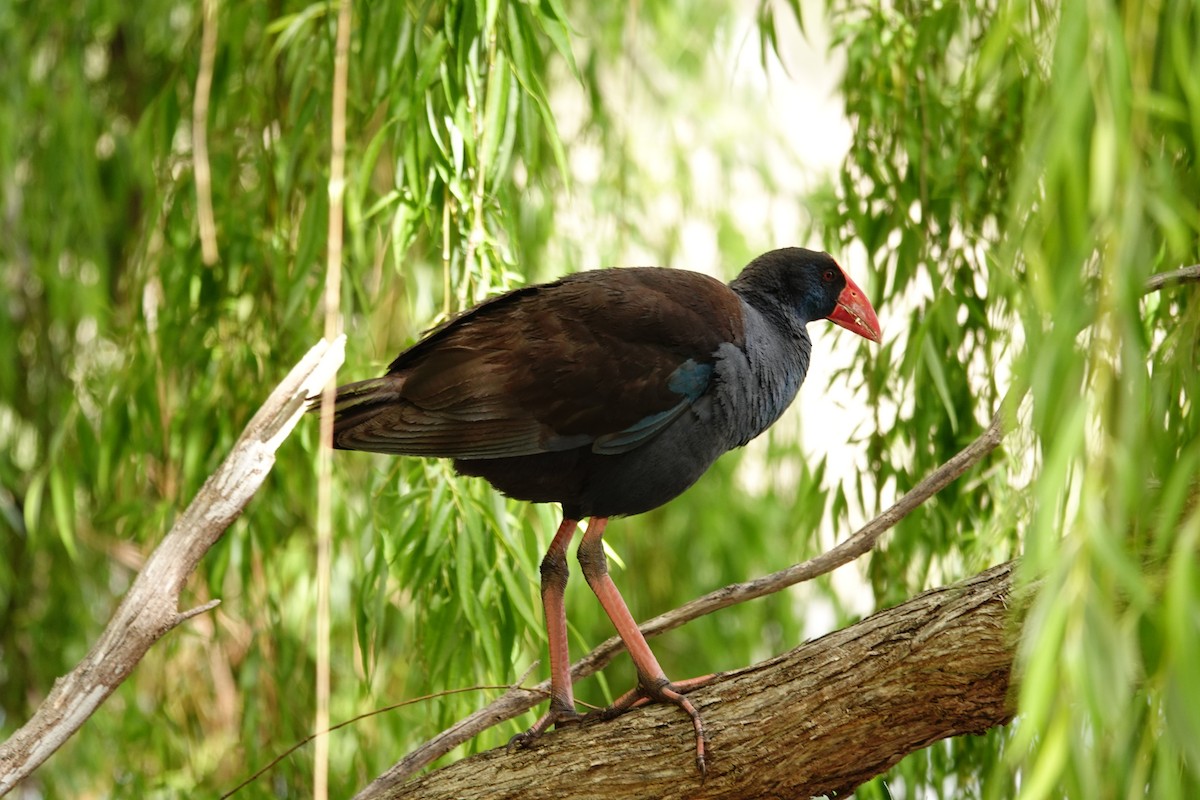 Australasian Swamphen - ML646782874