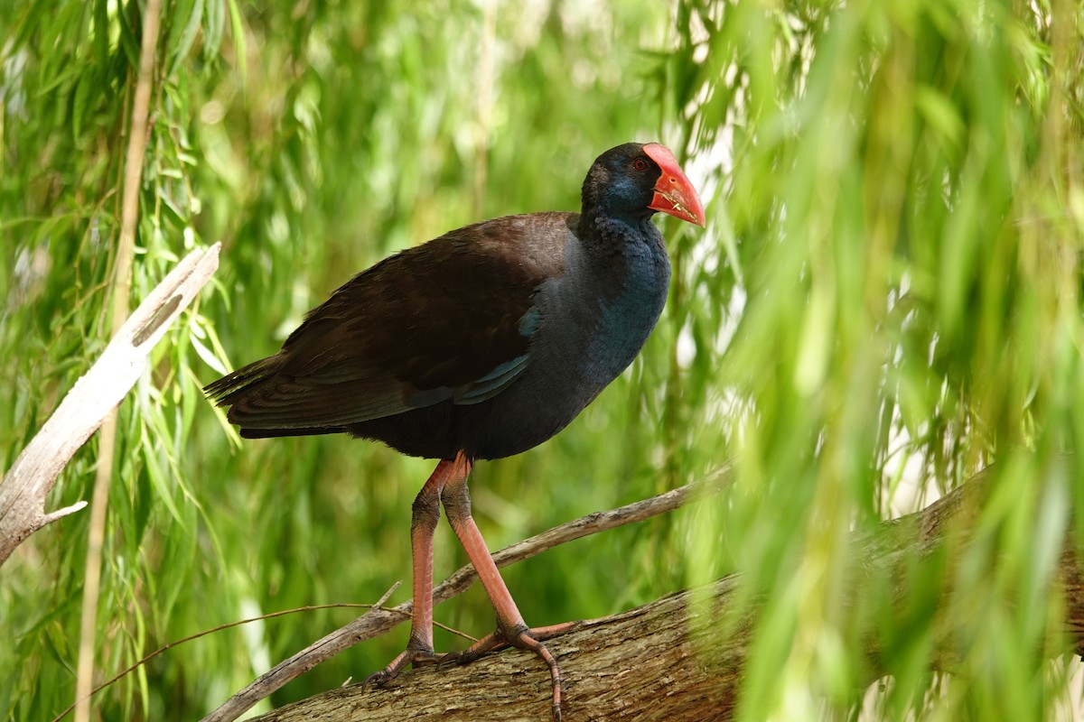 Australasian Swamphen - ML646782876