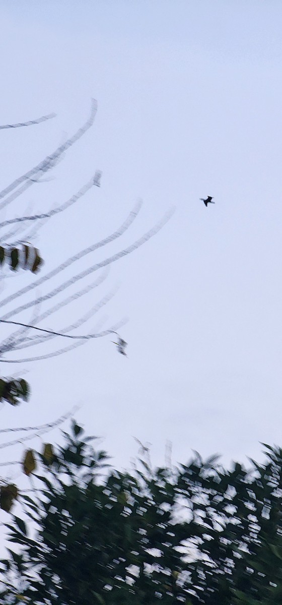 カワウ - ML646782877