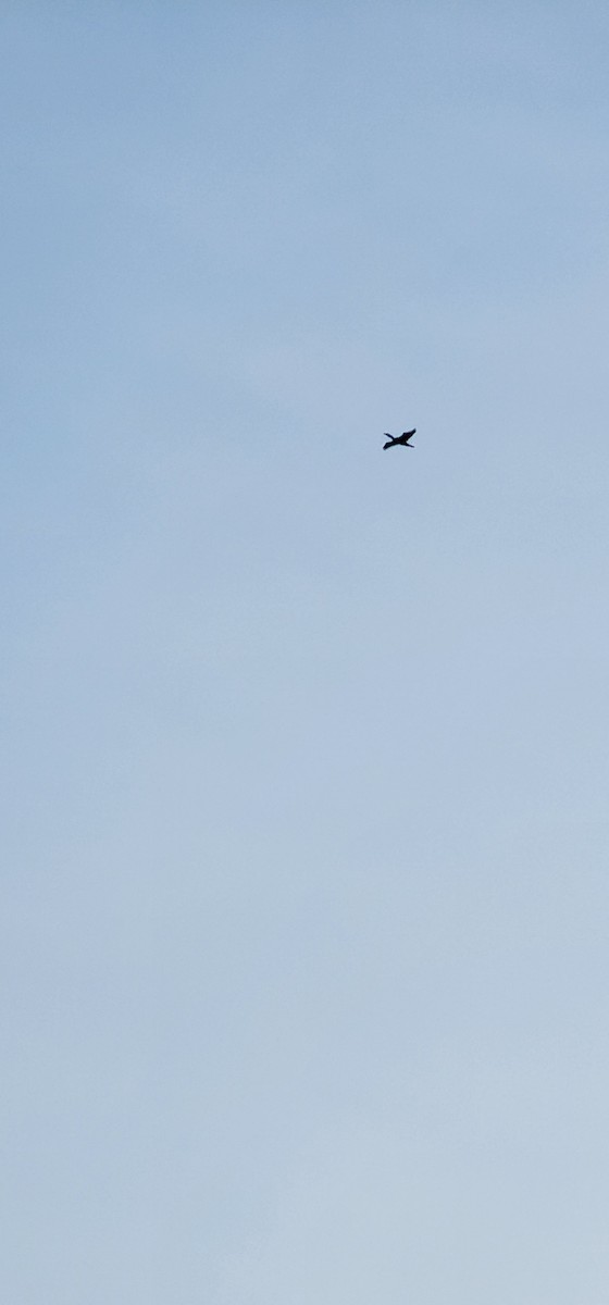 カワウ - ML646782878