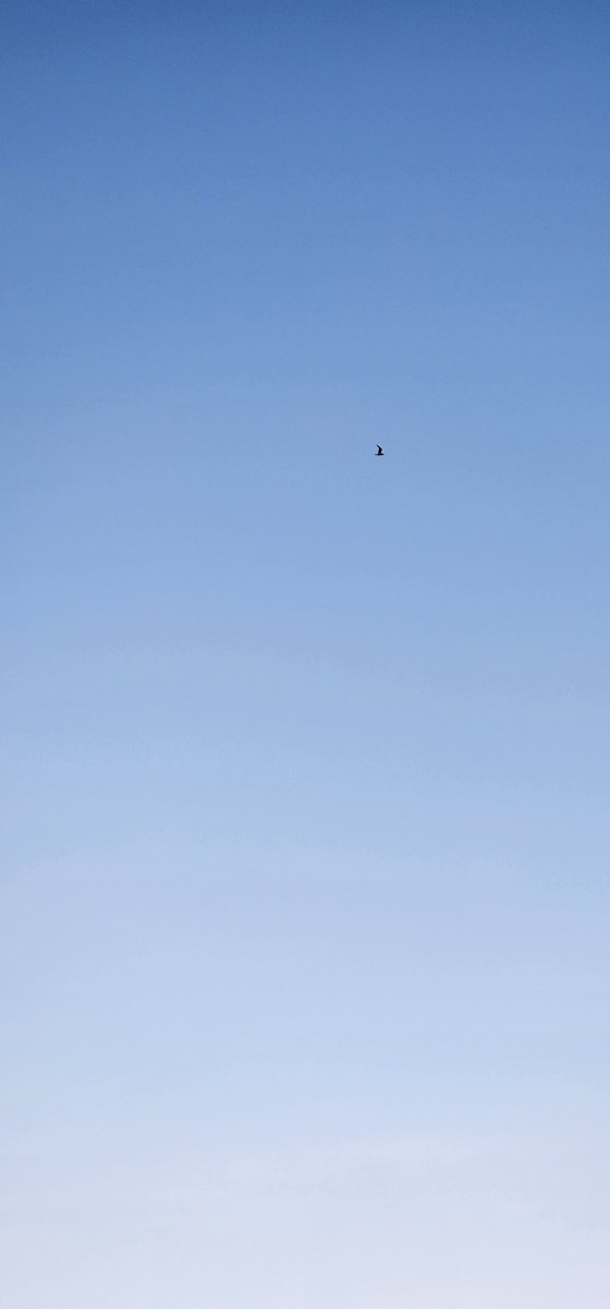 ユリカモメ - ML646782879