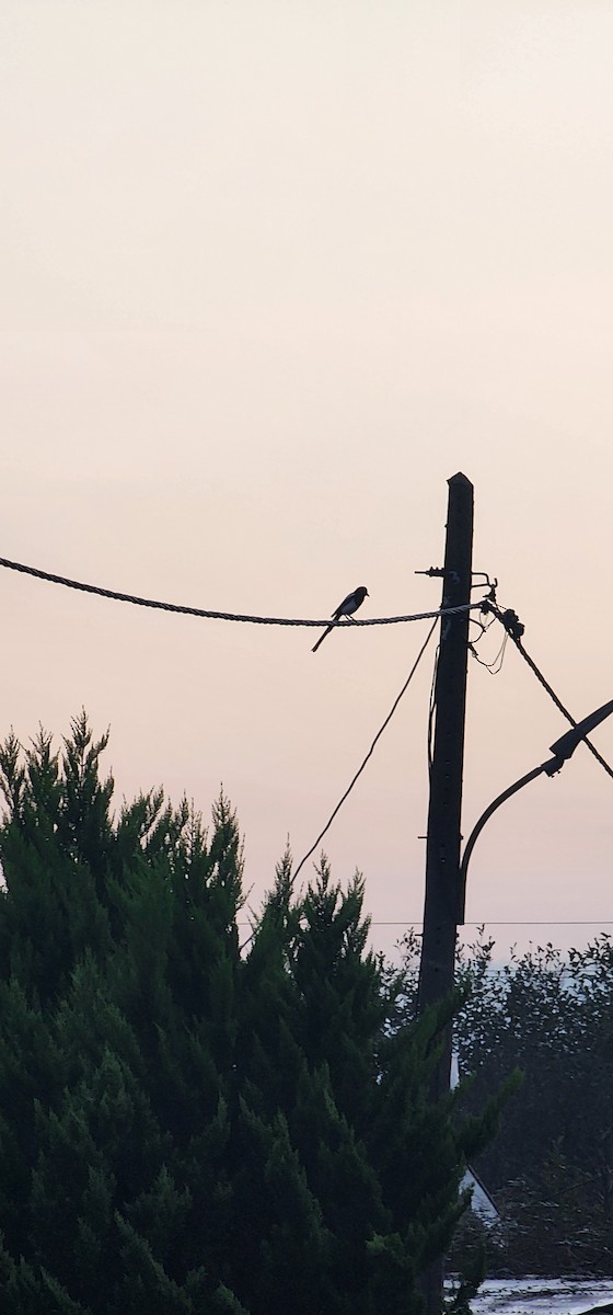 ユーラシアカササギ - ML646782881