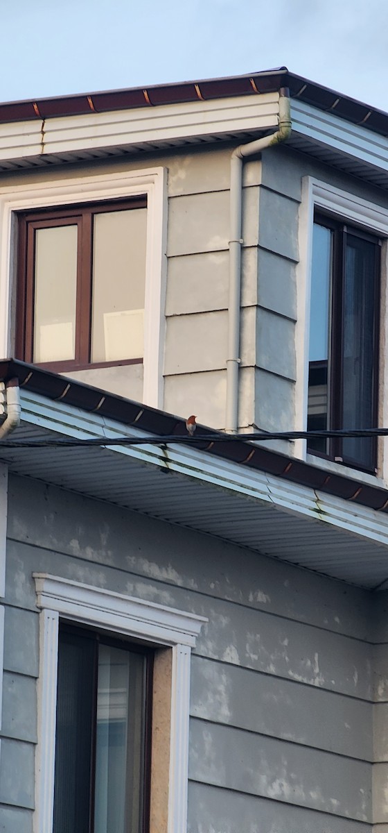 ヨーロッパコマドリ - ML646782883