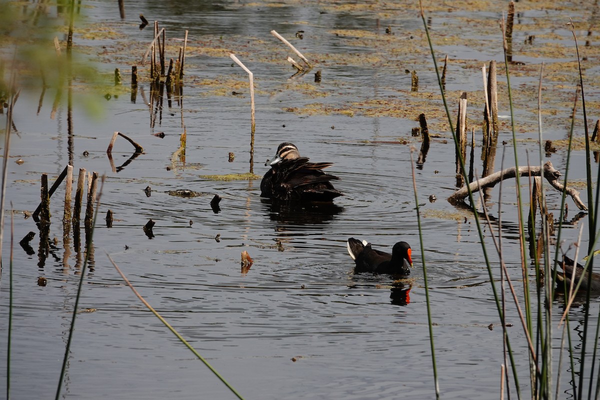 Dusky Moorhen - ML646782884