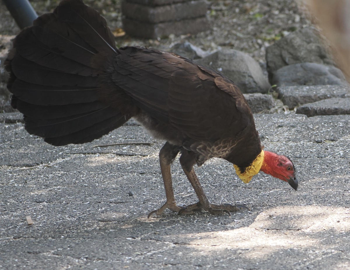 Australian Brushturkey - ML646782885