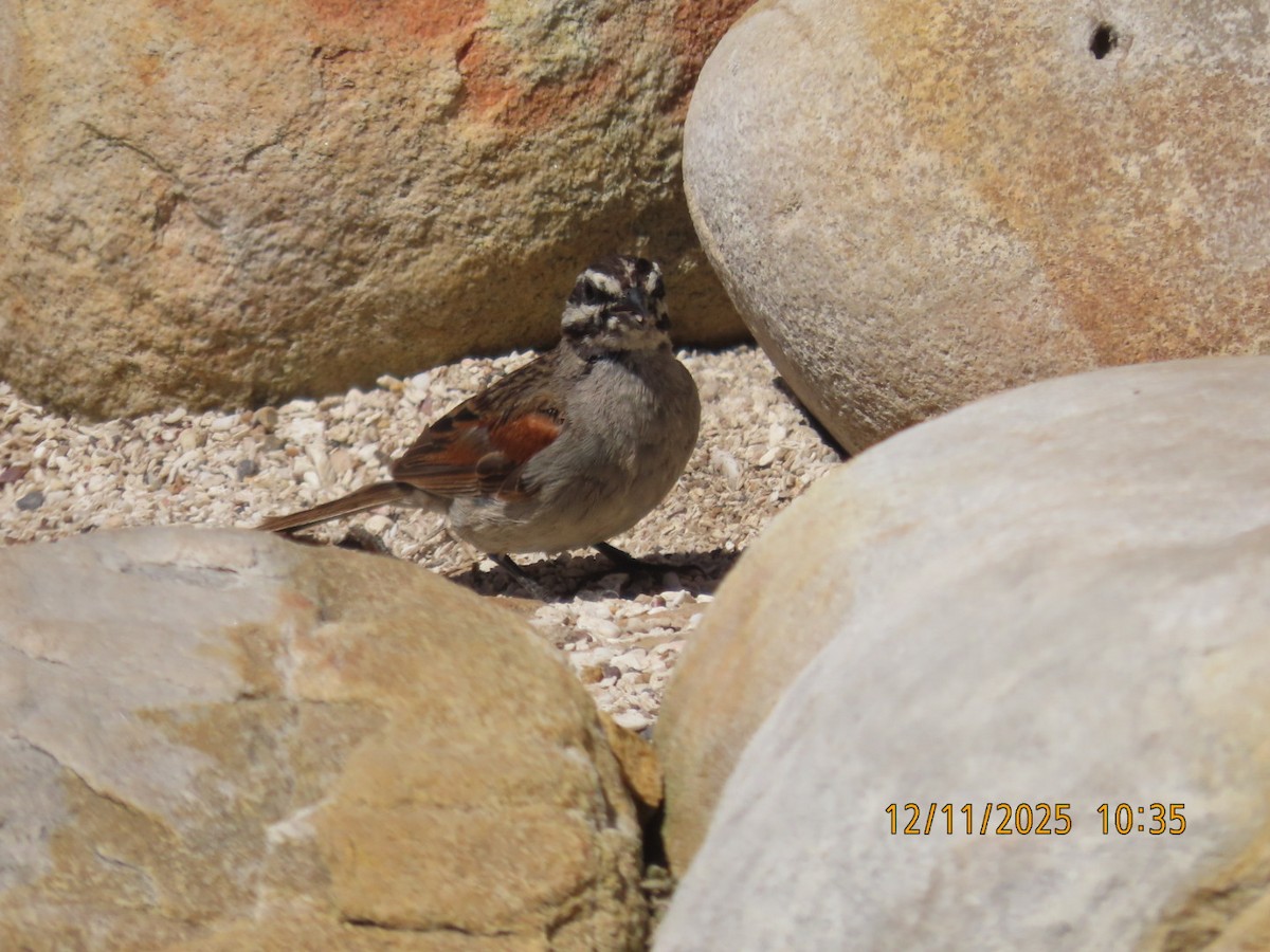 Escribano de el Cabo - ML646782886