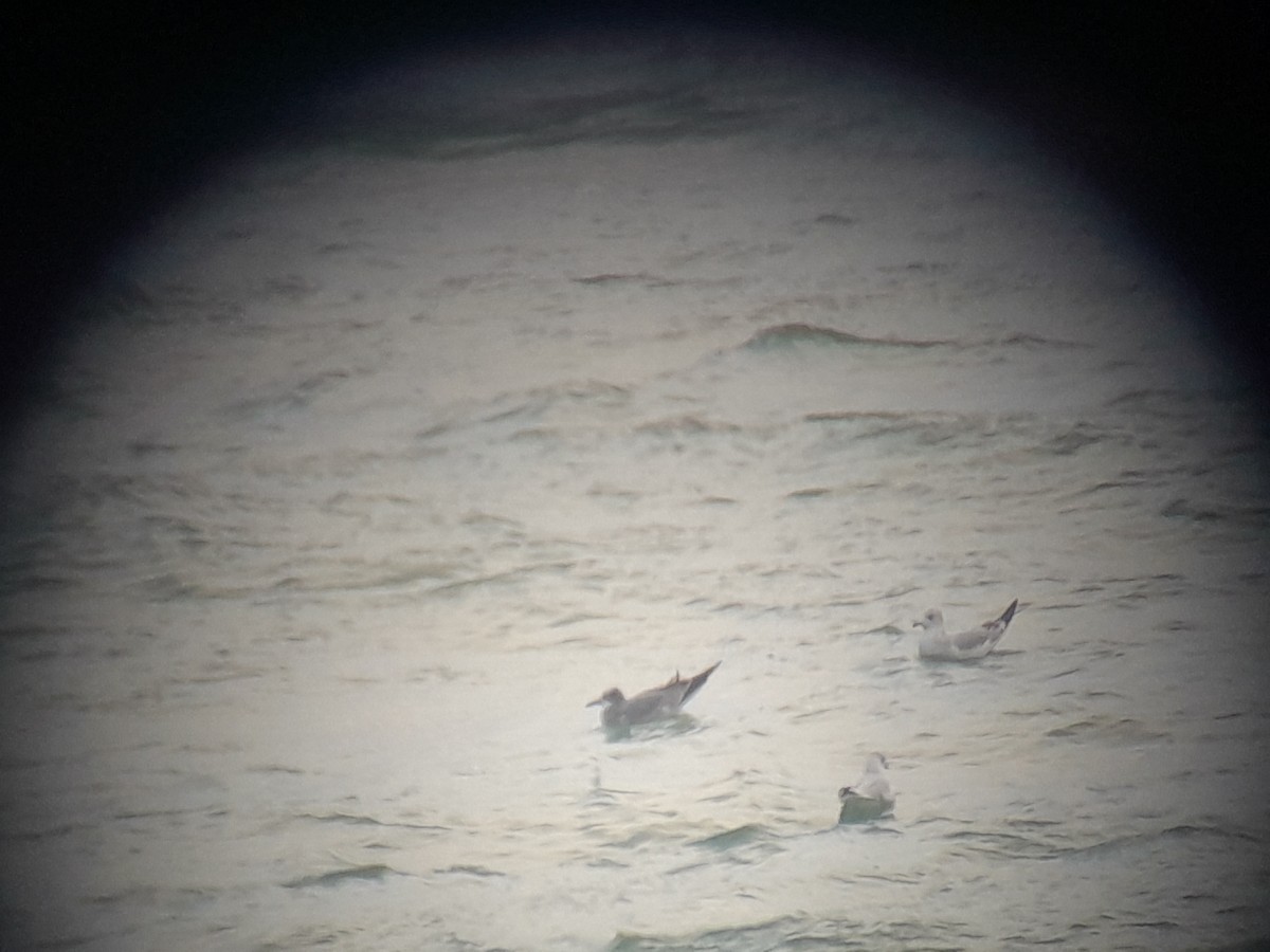 Mouette atricille - ML646782887