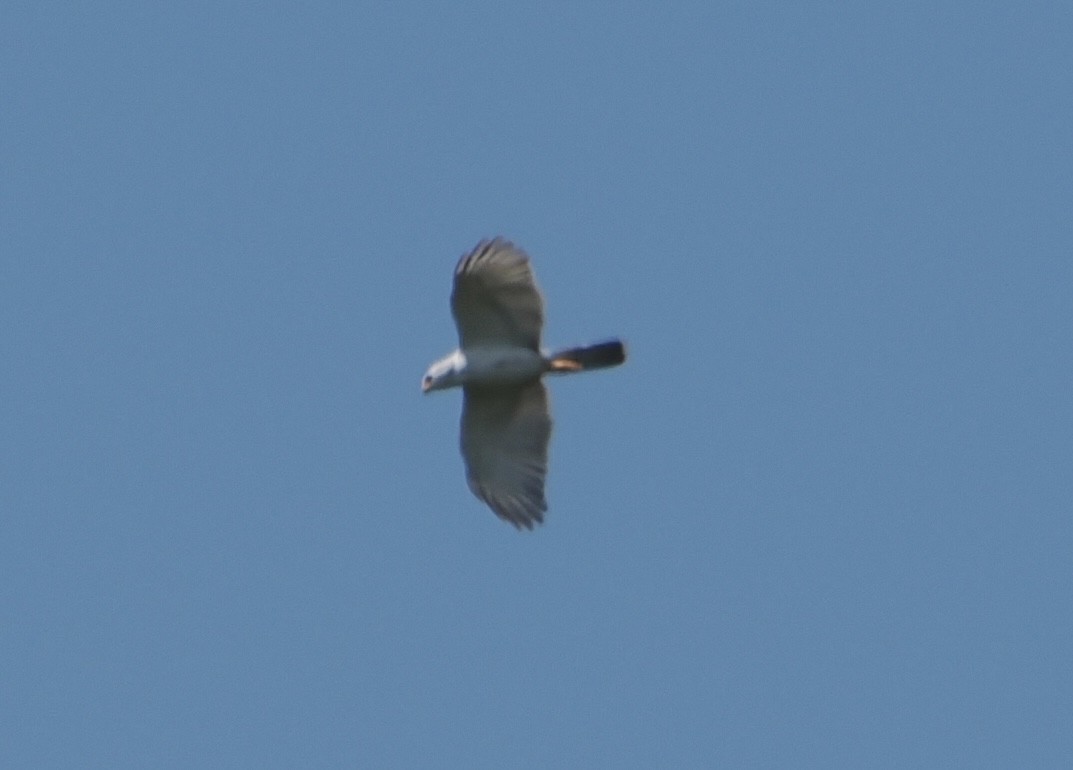 Gray Goshawk - ML646782888