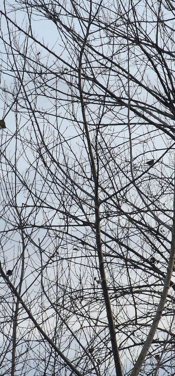 ズアオアトリ - ML646782893