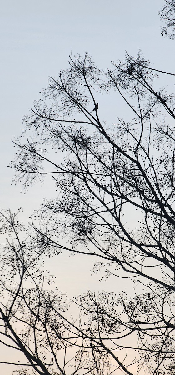 ズアオアトリ - ML646782894