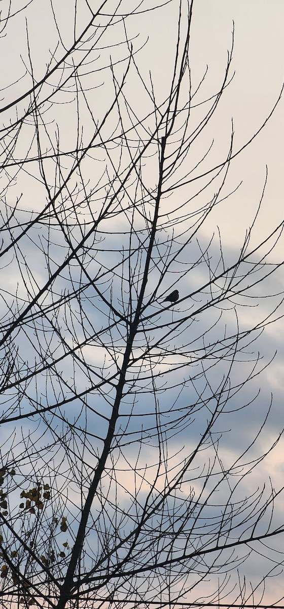 ズアオアトリ - ML646782895