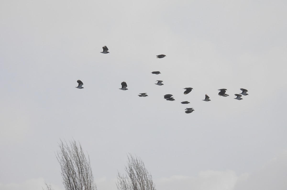 小辮鴴 - ML646782896