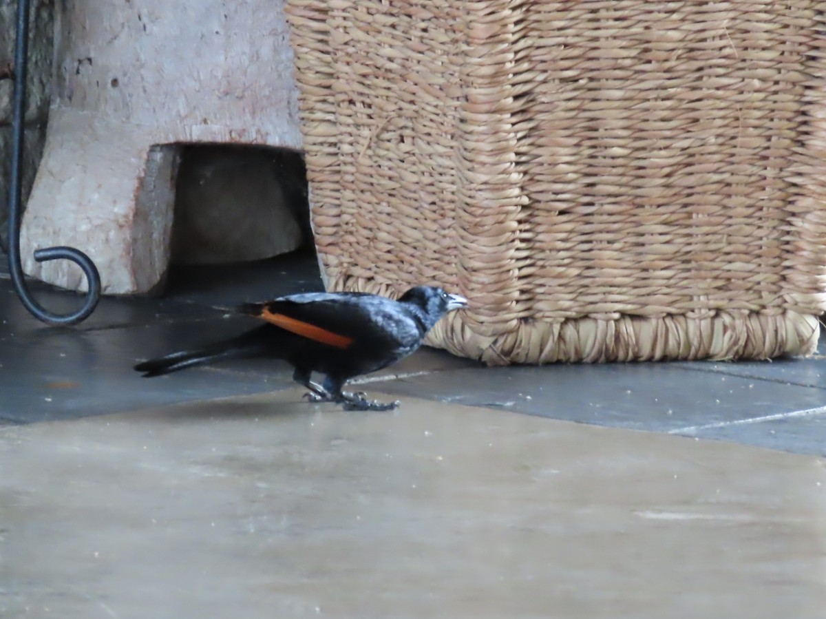 Rotschwingenstar - ML646782897