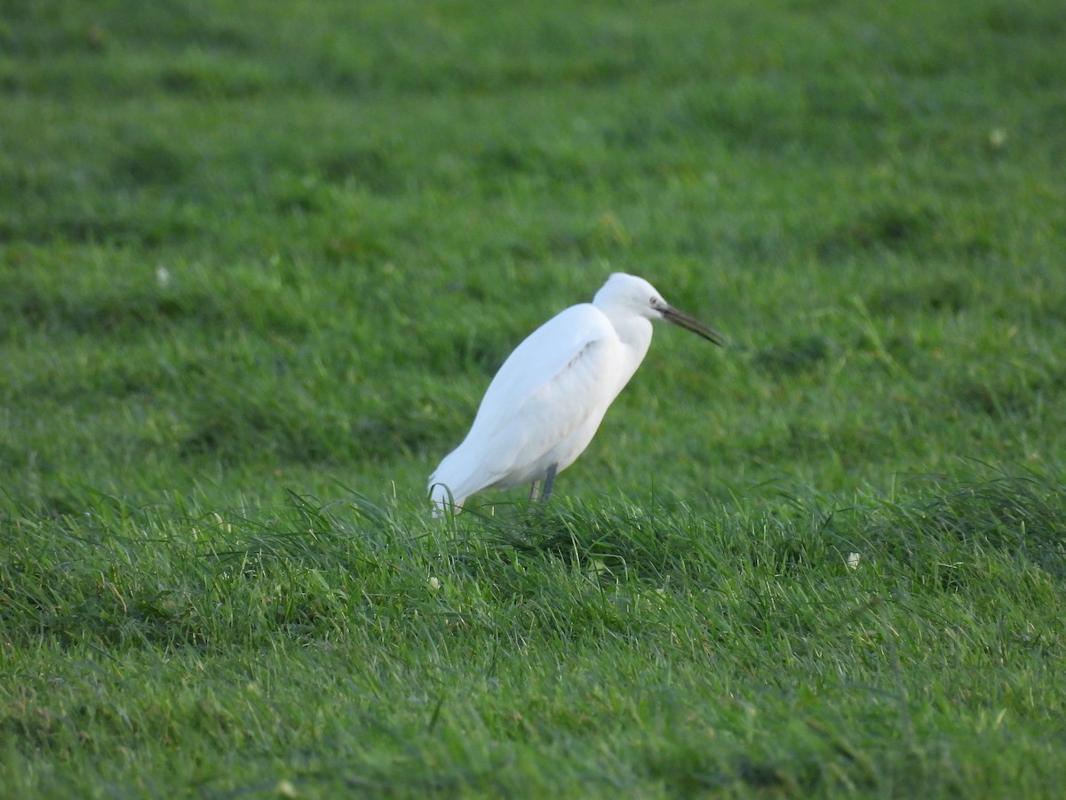 小白鷺 - ML646782898