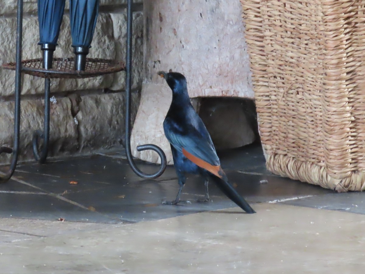 Rotschwingenstar - ML646782902