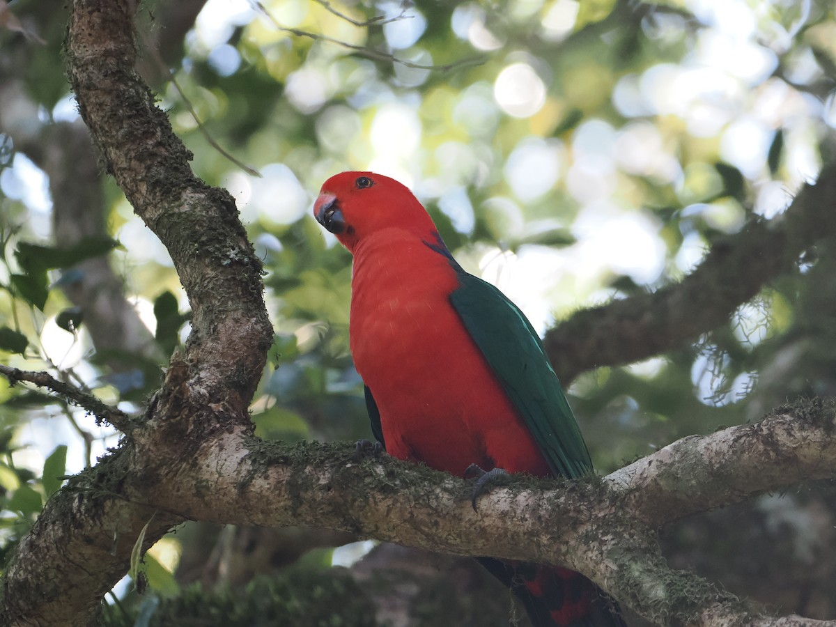 Australian King-Parrot - ML646782905