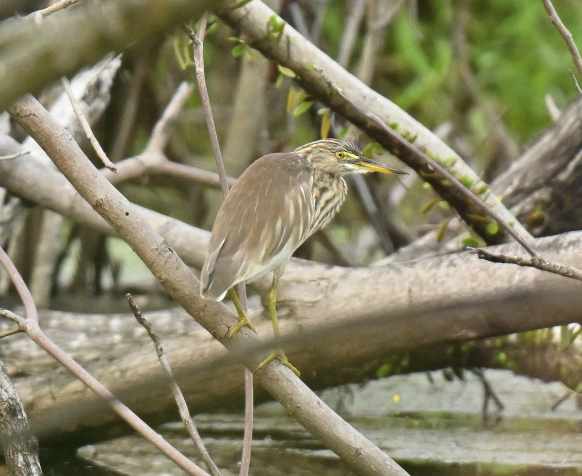 Ardeola sp. - ML646782906