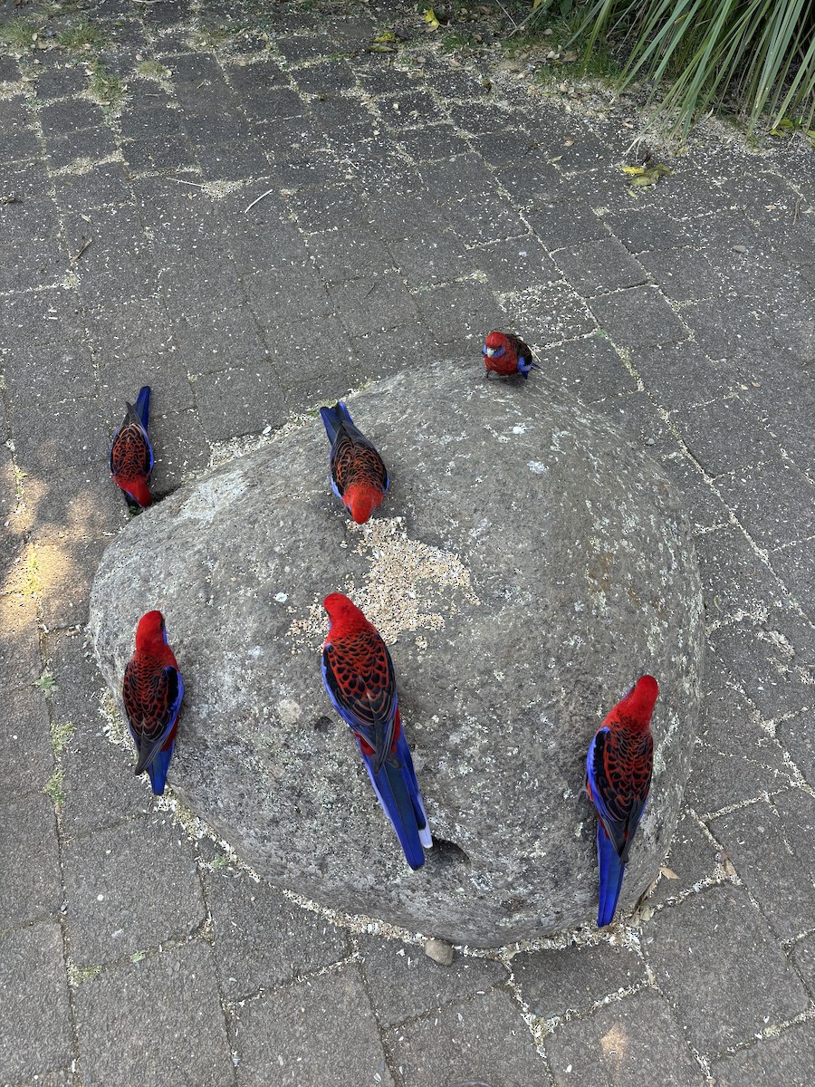 Crimson Rosella - ML646782907