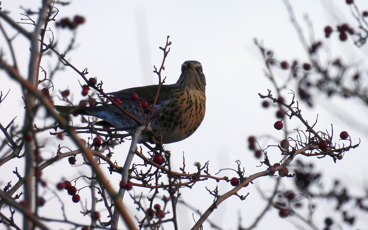 Fieldfare - ML646782908