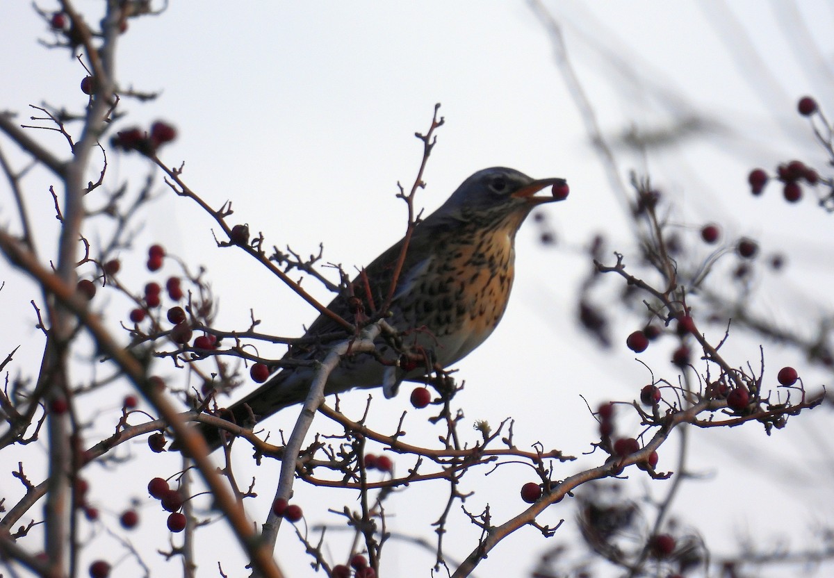 Fieldfare - ML646782909