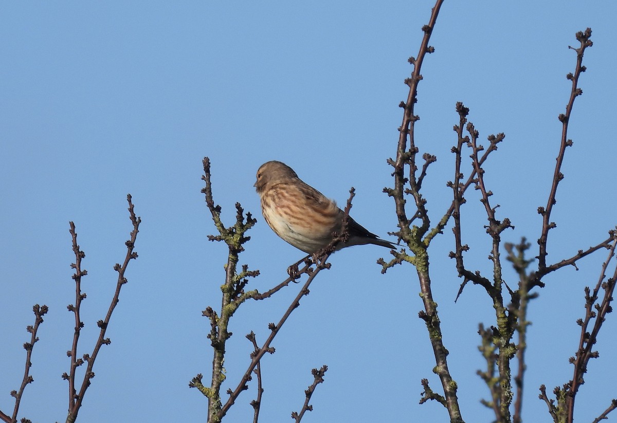 Eurasian Linnet - ML646782910