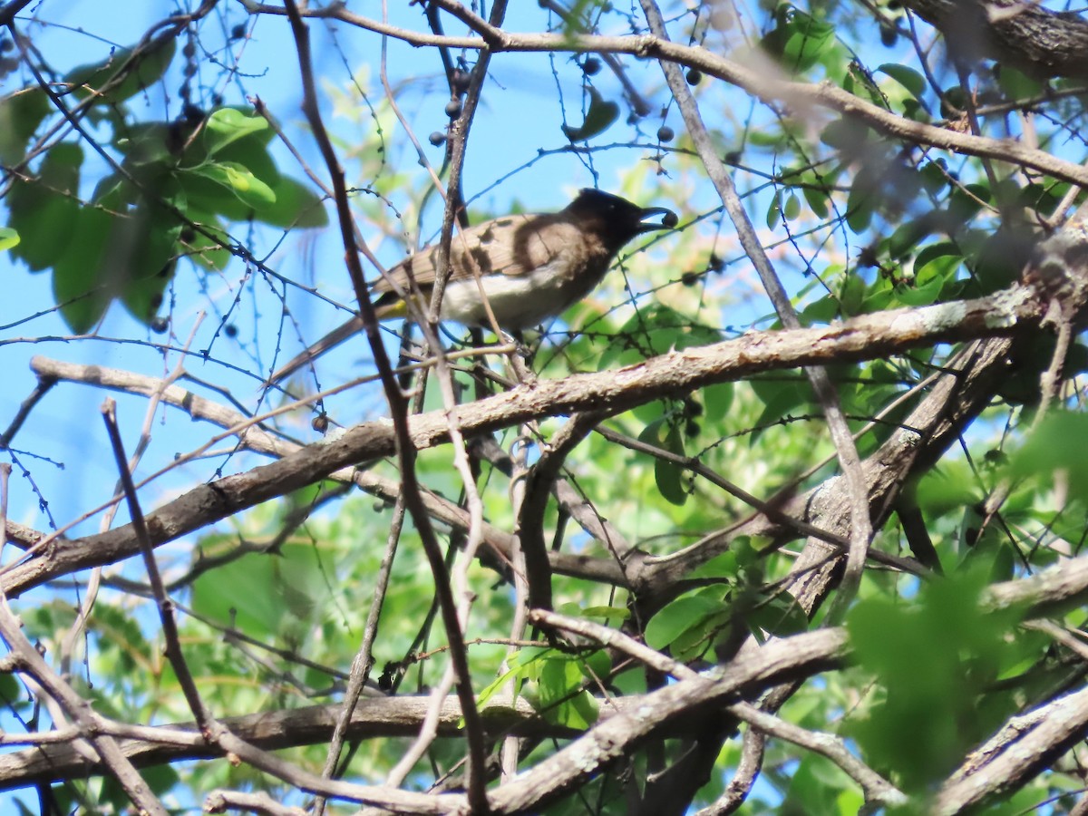 Common Bulbul - ML646782911
