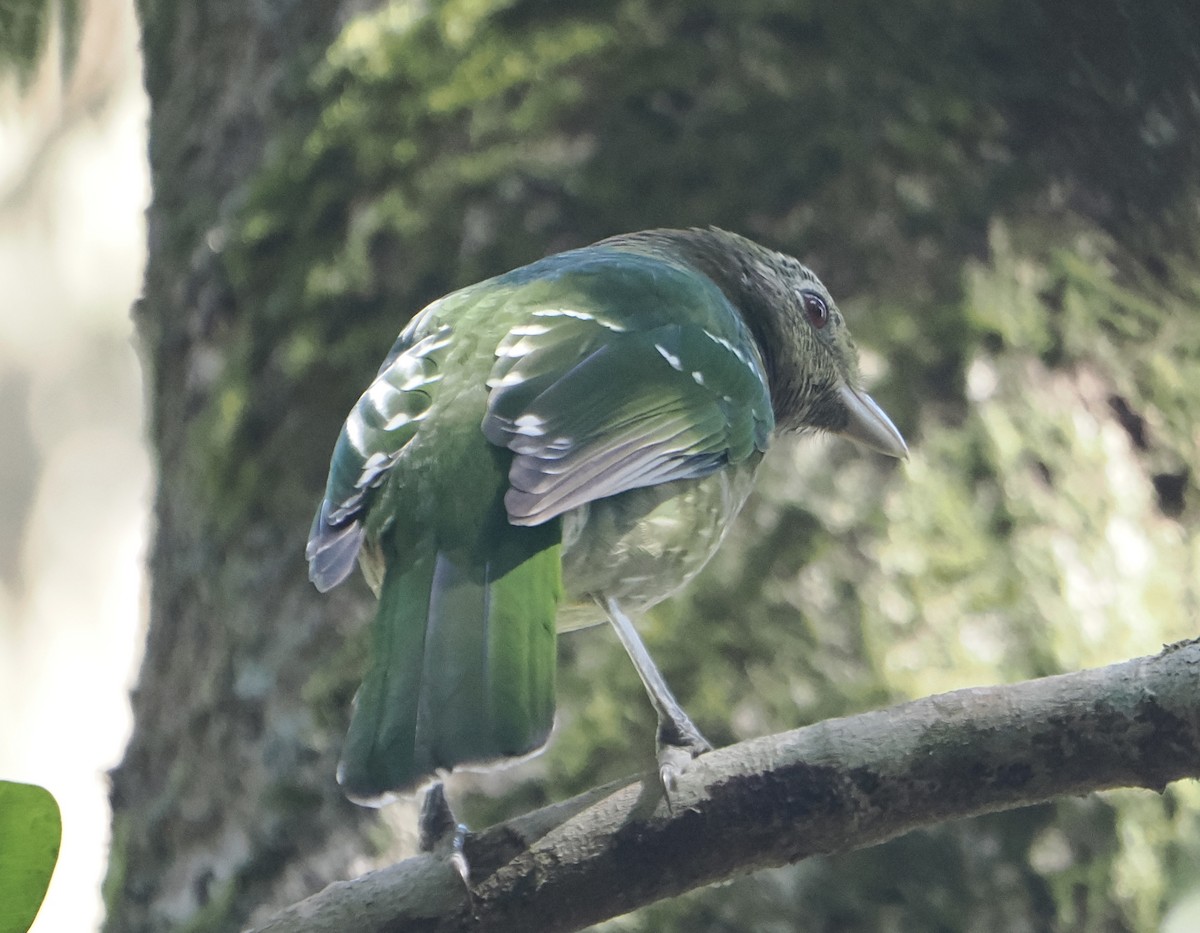Green Catbird - ML646782912