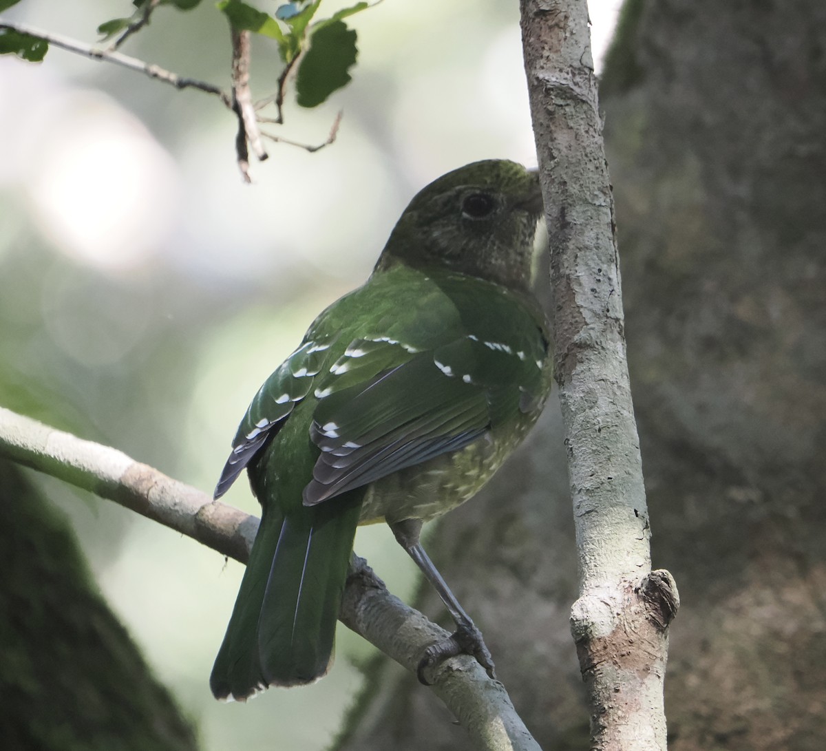 Green Catbird - ML646782913