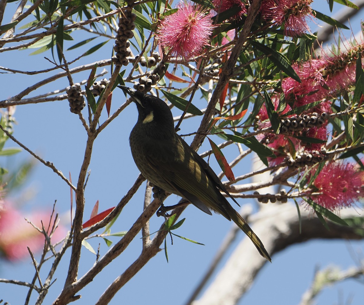 Lewin's Honeyeater - ML646782915
