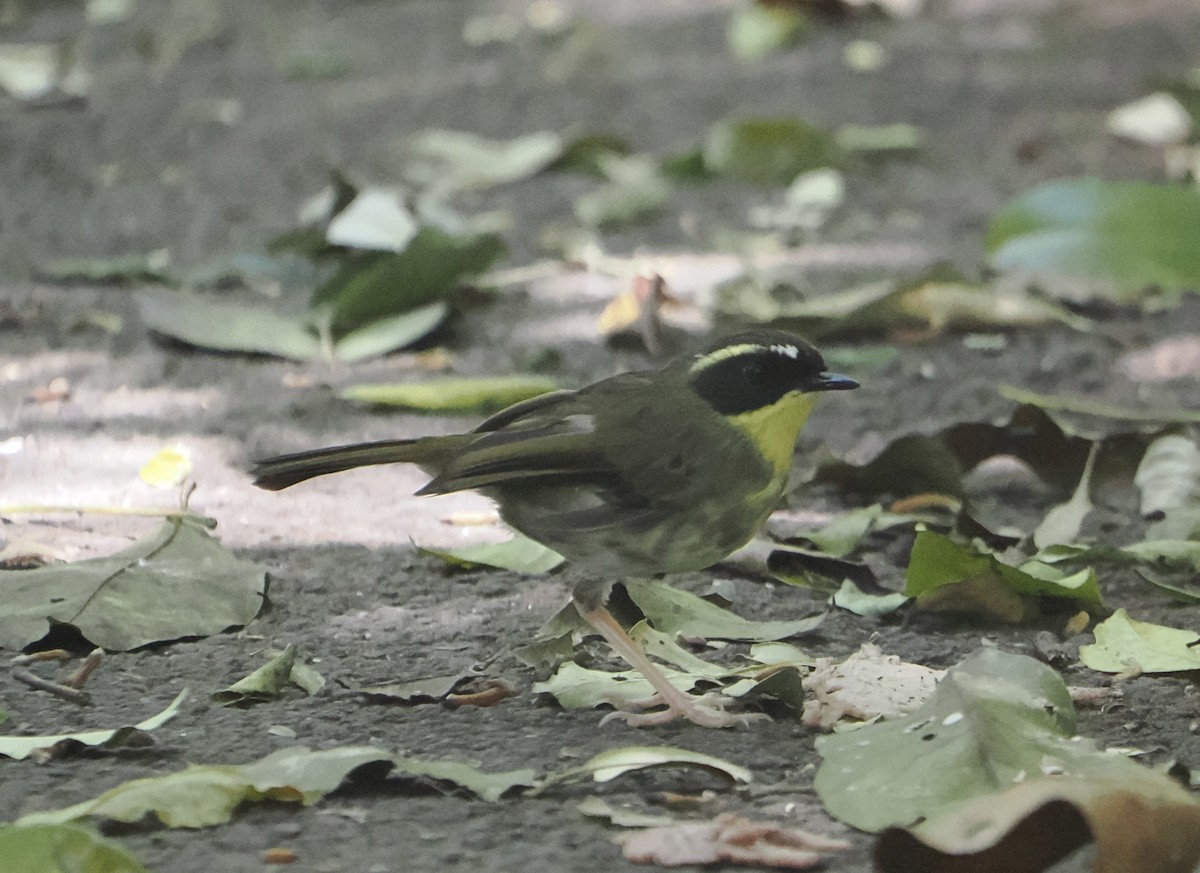 Yellow-throated Scrubwren - ML646782916